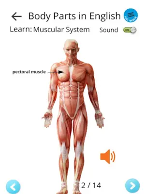 Learn Body Parts in English android App screenshot 1